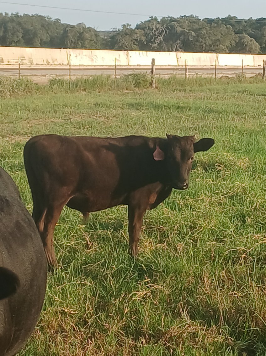 Registered 100% Full-Blood Japanese Wagyu Bull Calves